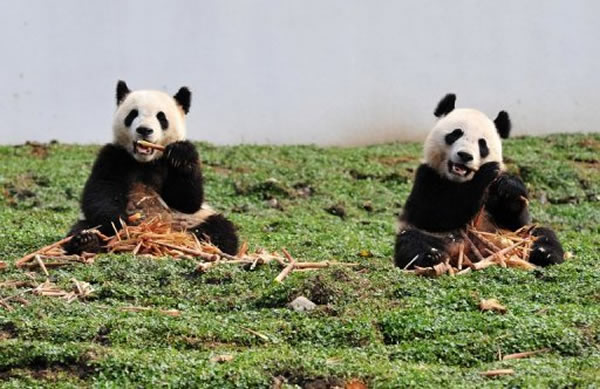 Two giant pandas shown in October 2012 at the Wolong National Nature Reserve in