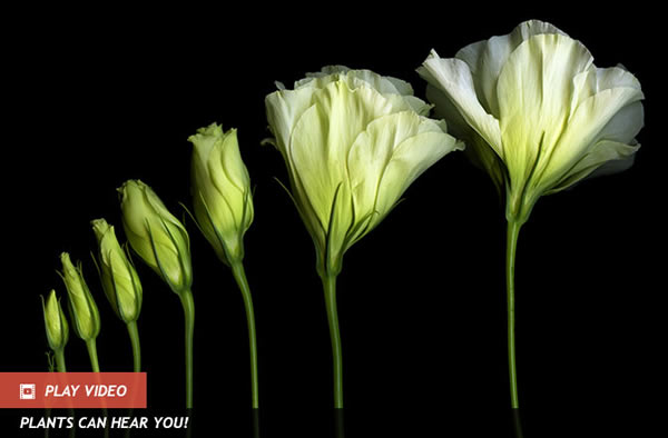 Plants Do Math to Survive the Night