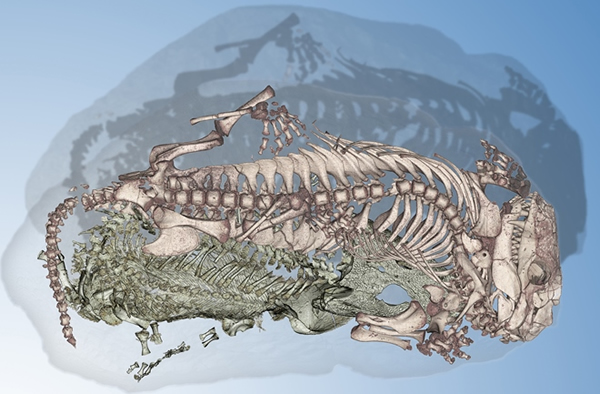 Oddest Couple Found in Fossilized Embrace