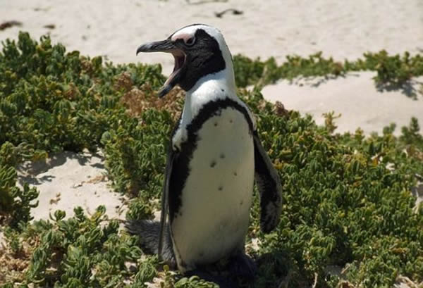 今天只有一种企鹅生活在非洲。照片展示了濒临灭绝的黑脚企鹅。