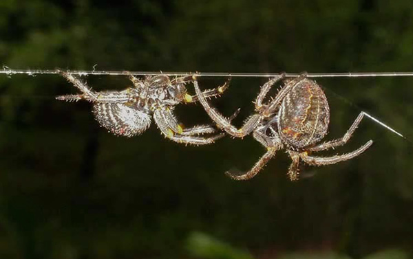 巴西南部半干旱环境下的大蜘蛛Parawixia bistriata