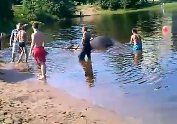 马戏团工作人员趁大象在河里洗澡时在象背上起舞导致大象溺死