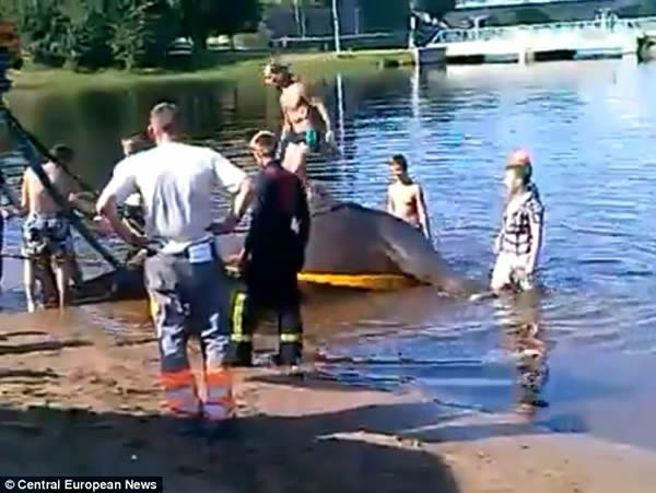 马戏团工作人员趁大象在河里洗澡时在象背上起舞导致大象溺死