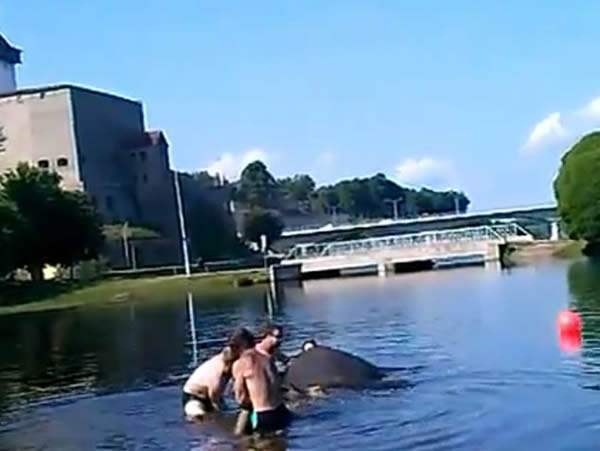 马戏团工作人员趁大象在河里洗澡时在象背上起舞导致大象溺死