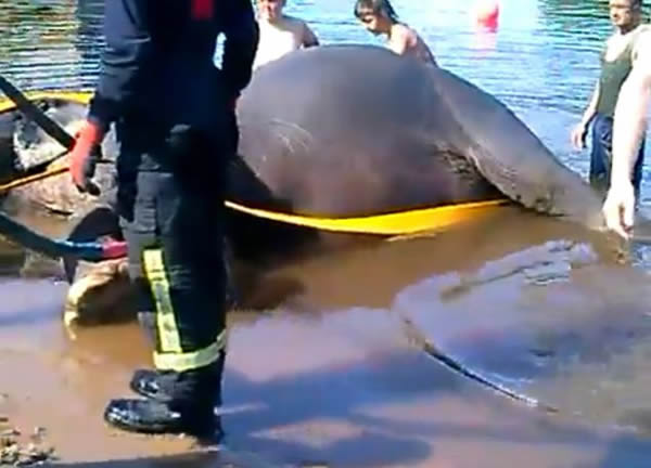 马戏团工作人员趁大象在河里洗澡时在象背上起舞导致大象溺死