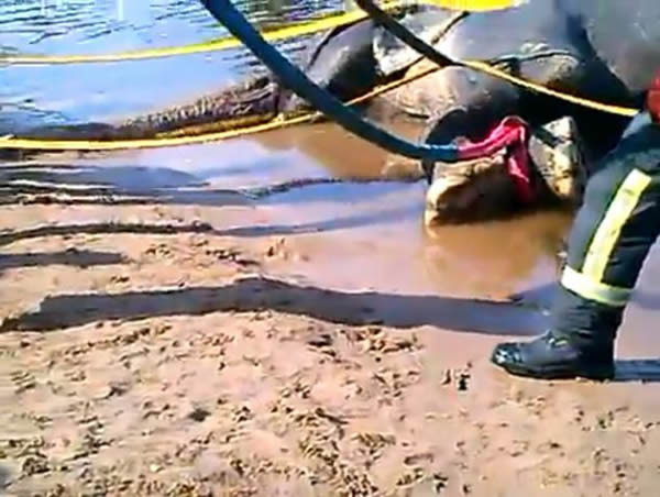 马戏团工作人员趁大象在河里洗澡时在象背上起舞导致大象溺死