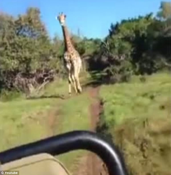 南非动物园长颈鹿追汽车吓坏游客