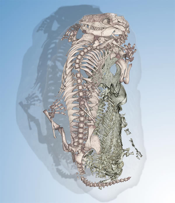 利用同步加速器成像,科学家发现了古代的一对“怪异情侣”,如图中所示,2.5亿年前一只哺乳动物祖先与一只初级水生两栖动物共处一个洞穴。
