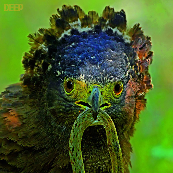 带毒猛禽大战毒蛇