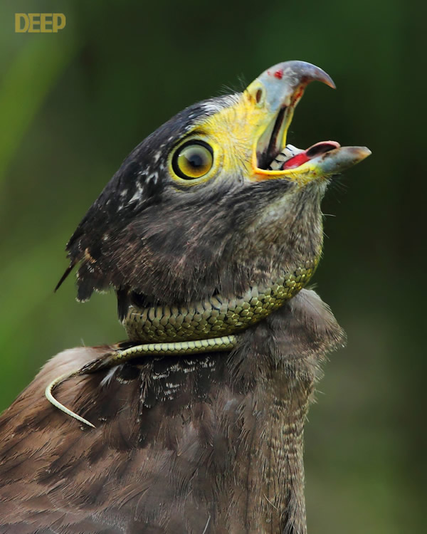 带毒猛禽大战毒蛇