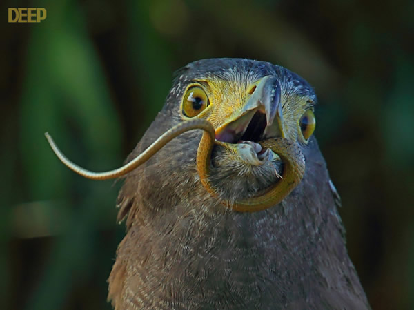 带毒猛禽大战毒蛇