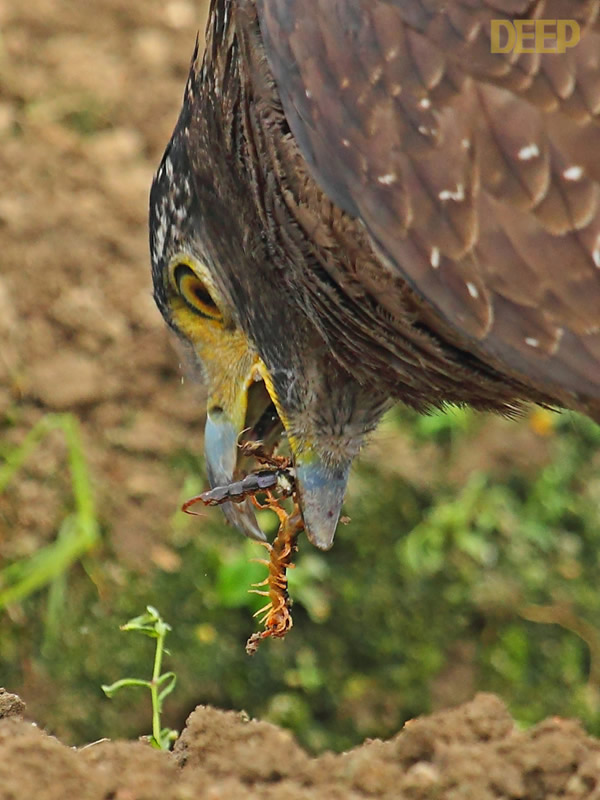 带毒猛禽大战毒蛇