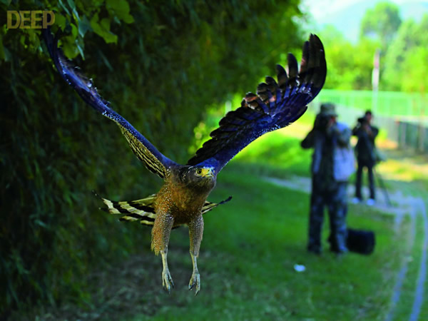 带毒猛禽大战毒蛇