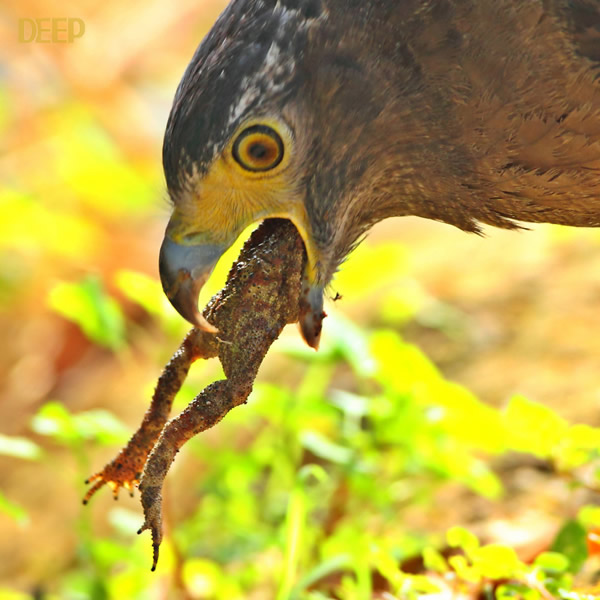 带毒猛禽大战毒蛇
