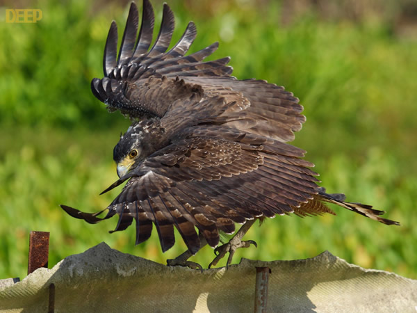 带毒猛禽大战毒蛇