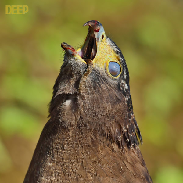 带毒猛禽大战毒蛇