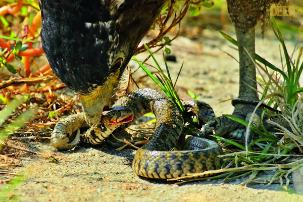带毒猛禽大战毒蛇