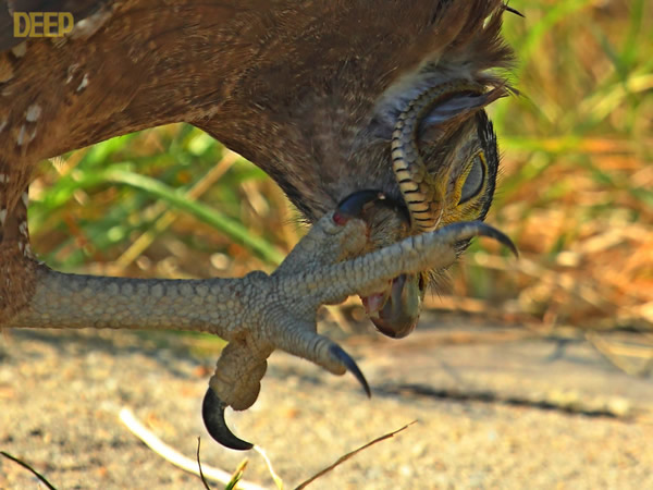 带毒猛禽大战毒蛇