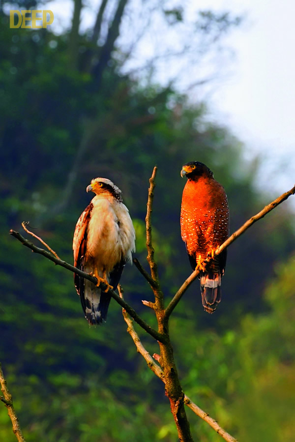 带毒猛禽大战毒蛇