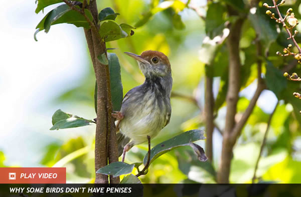 Loud, Red-Headed Bird Species Discovered