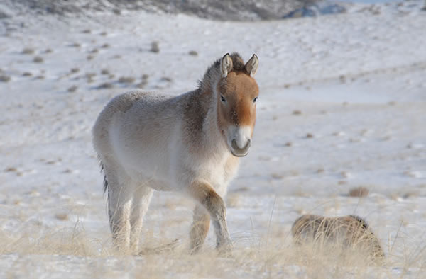 Przewalski horses in Khomyntal, Western Mongolia, were imported in 2004 from Le