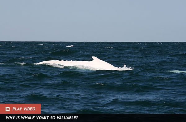 Rare White Whale Spotted With Albino Calf