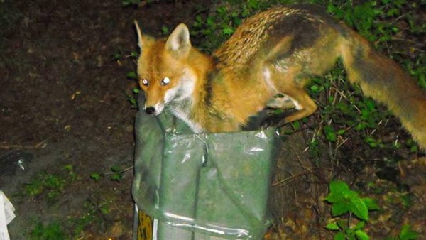 一只狐狸在德国慕尼黑市中心翻垃圾桶寻找食物