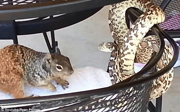 美国一只地松鼠大战牛蛇