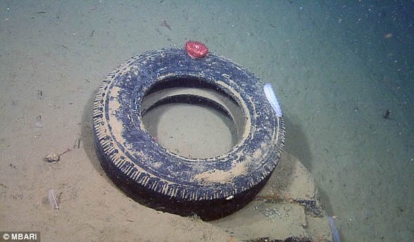 太平洋海床上数量惊人的人造垃圾