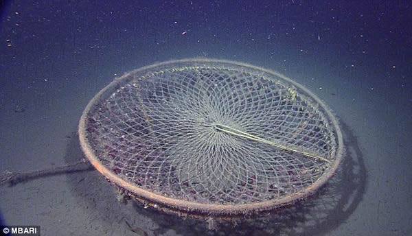 太平洋海床上数量惊人的人造垃圾