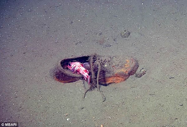 太平洋海床上数量惊人的人造垃圾