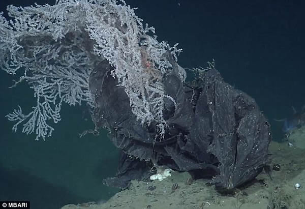 太平洋海床上数量惊人的人造垃圾