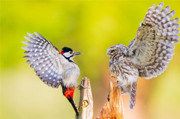 Ӣ����Ȼ������èͷӥ����ľ��Ϊ�������