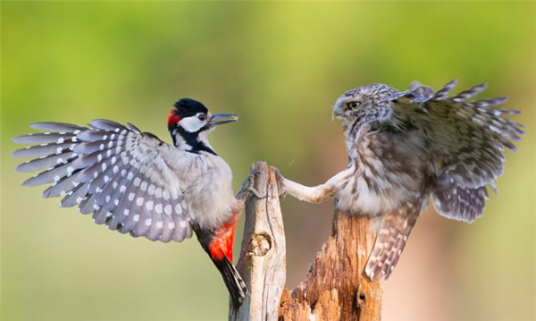 Ӣ����Ȼ������èͷӥ����ľ��Ϊ�������