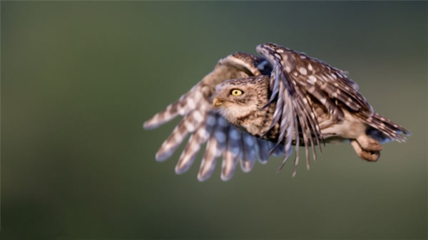 Ӣ����Ȼ������èͷӥ����ľ��Ϊ�������