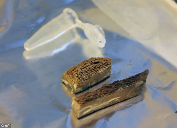 科学家从加拿大育空冻土发现的两片70万年历史的马的骨头碎片中抽取了DNA