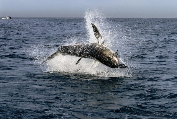 南非福尔斯湾一群大白鲨跃出水面捕食海豹