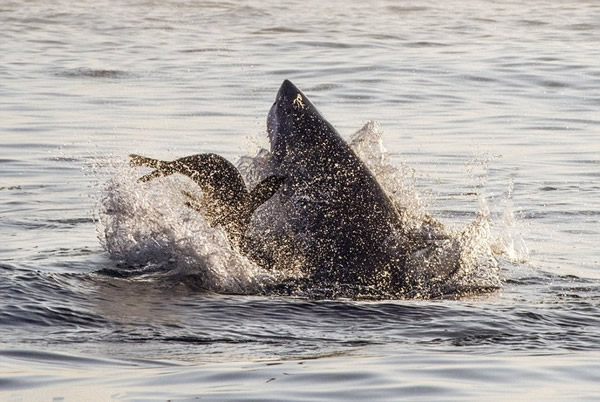 南非福尔斯湾一群大白鲨跃出水面捕食海豹