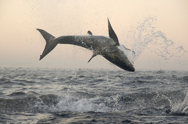南非福尔斯湾一群大白鲨跃出水面捕食海豹