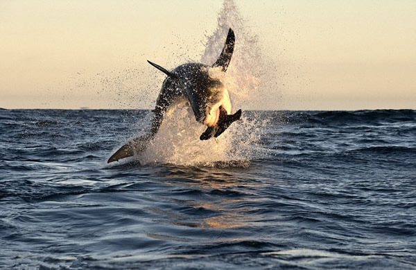 南非福尔斯湾一群大白鲨跃出水面捕食海豹
