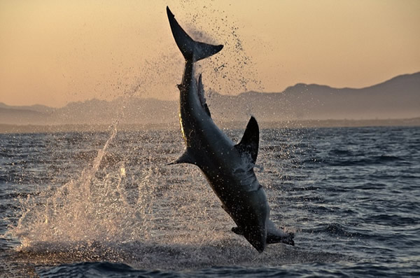 南非福尔斯湾一群大白鲨跃出水面捕食海豹