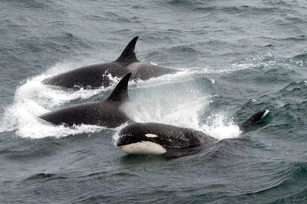 Type D killer whalesa rare subspecies once thought to be a genetic anomalyin t