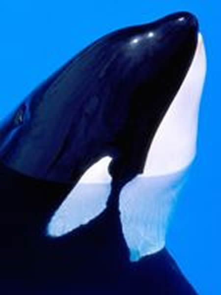 Other subspecies of killer whale have different eyespots. Photograph by Frans La