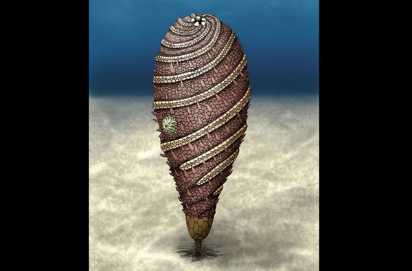 During the Cambrian explosion, the diversity of life exploded and bizarre sea cr