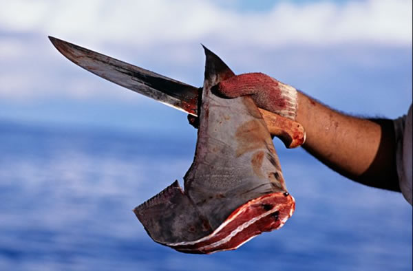 Freshly cut dorsal fin of Scalloped Hammerhead Shark (Sphyrna lewini).