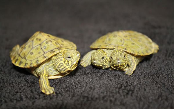 �����¿���˹��ʥ������¶���԰���º���˫ͷ��