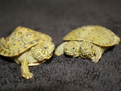 美国动物园一只亚马逊河龟破壳而出 - 神秘的地