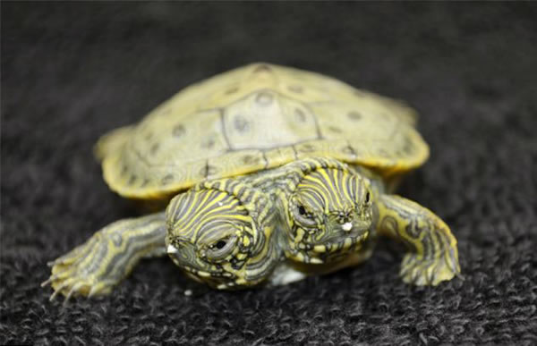 �����¿���˹��ʥ������¶���԰���º���˫ͷ��