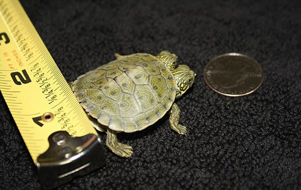 �����¿���˹��ʥ������¶���԰���º���˫ͷ��