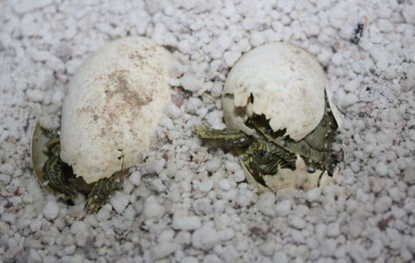 �����¿���˹��ʥ������¶���԰���º���˫ͷ��